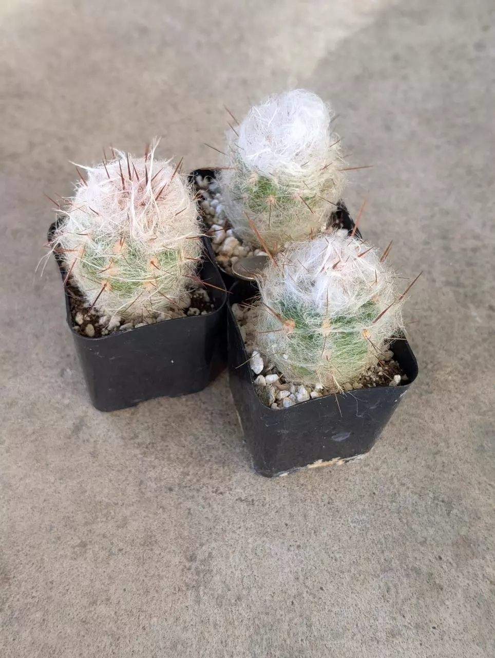 Growers Choice Oreocereus Trollii 2" pot shown thumbnail