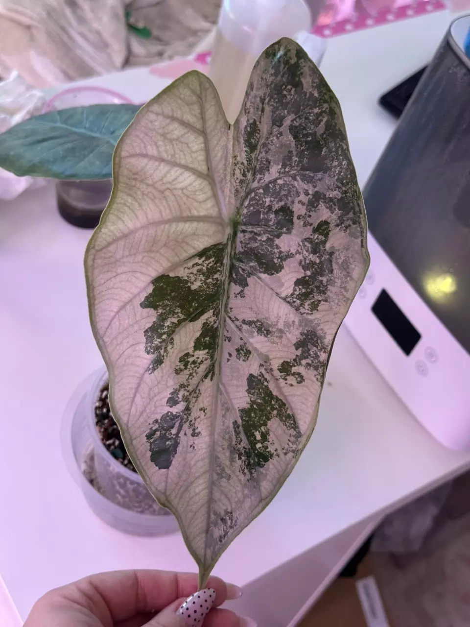 Alocasia Pink/Albo Wentii thumbnail