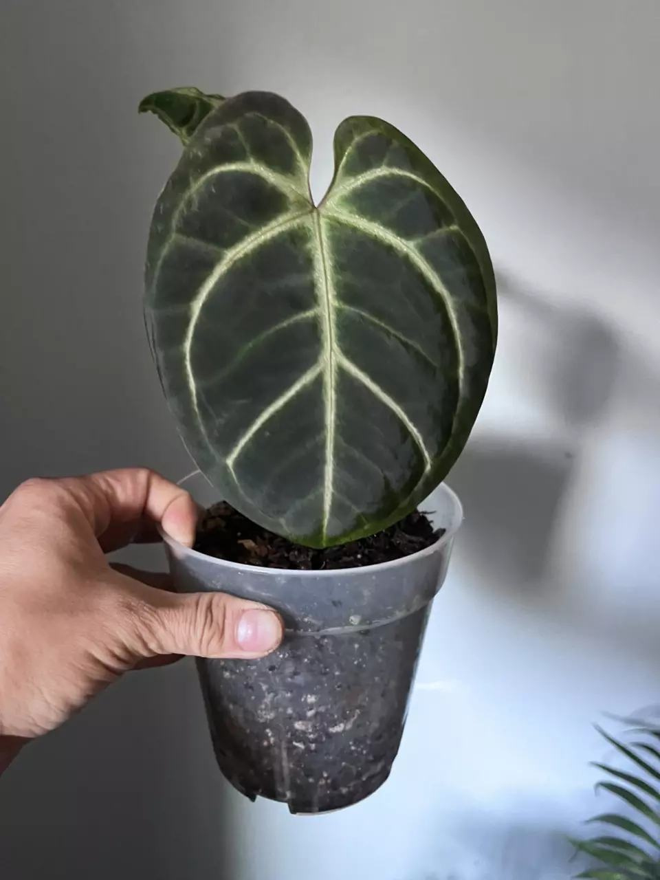 Anthurium Besseae aff X Dorayaki thumbnail