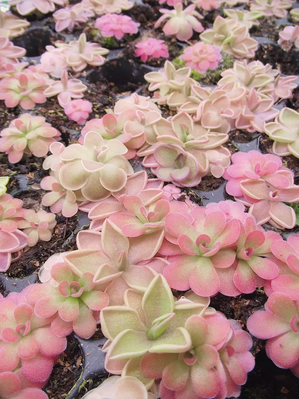 Pinguicula Cluster thumbnail
