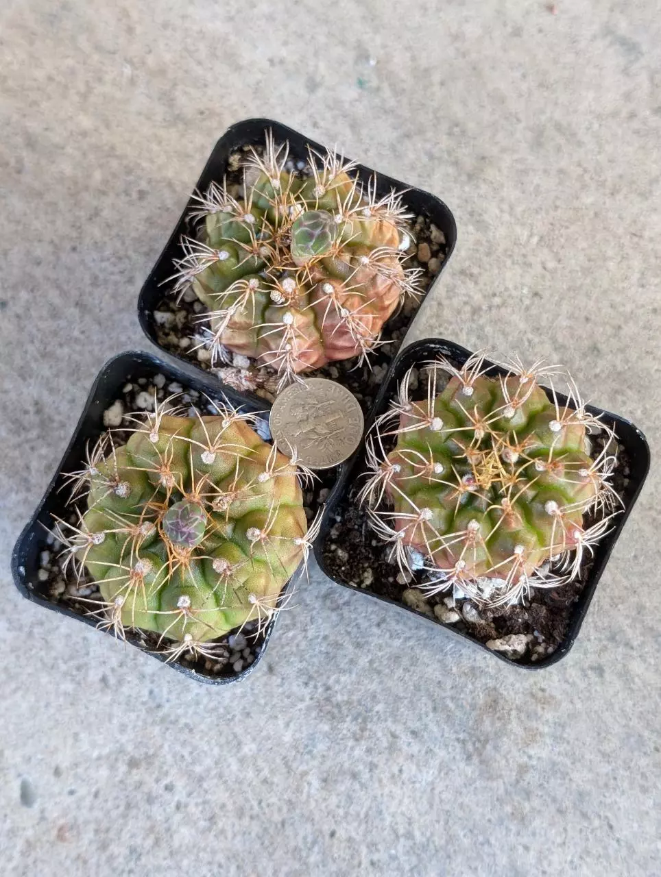 Growers Choice Gymnocalycium Damsii cv Robores thumbnail
