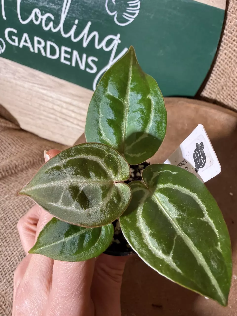 A. Michelle x (Tim Anderson Black x Villeanaorum) *Last 1! thumbnail