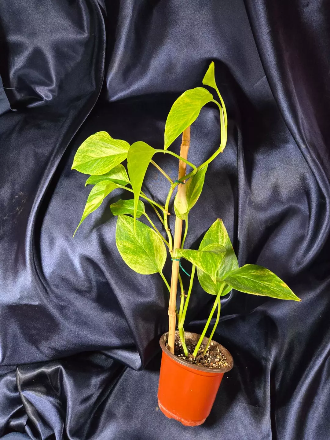 Neon Marble thumbnail