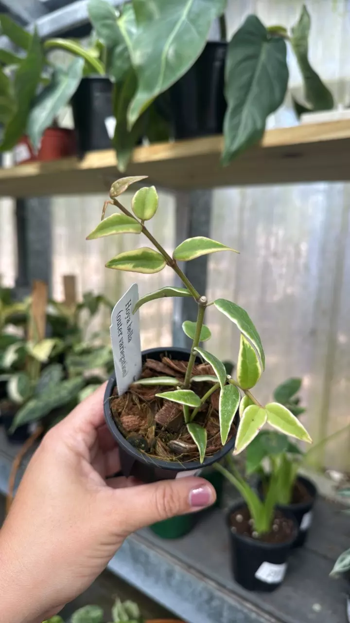 697 Hoya Bella Outer Variegated thumbnail