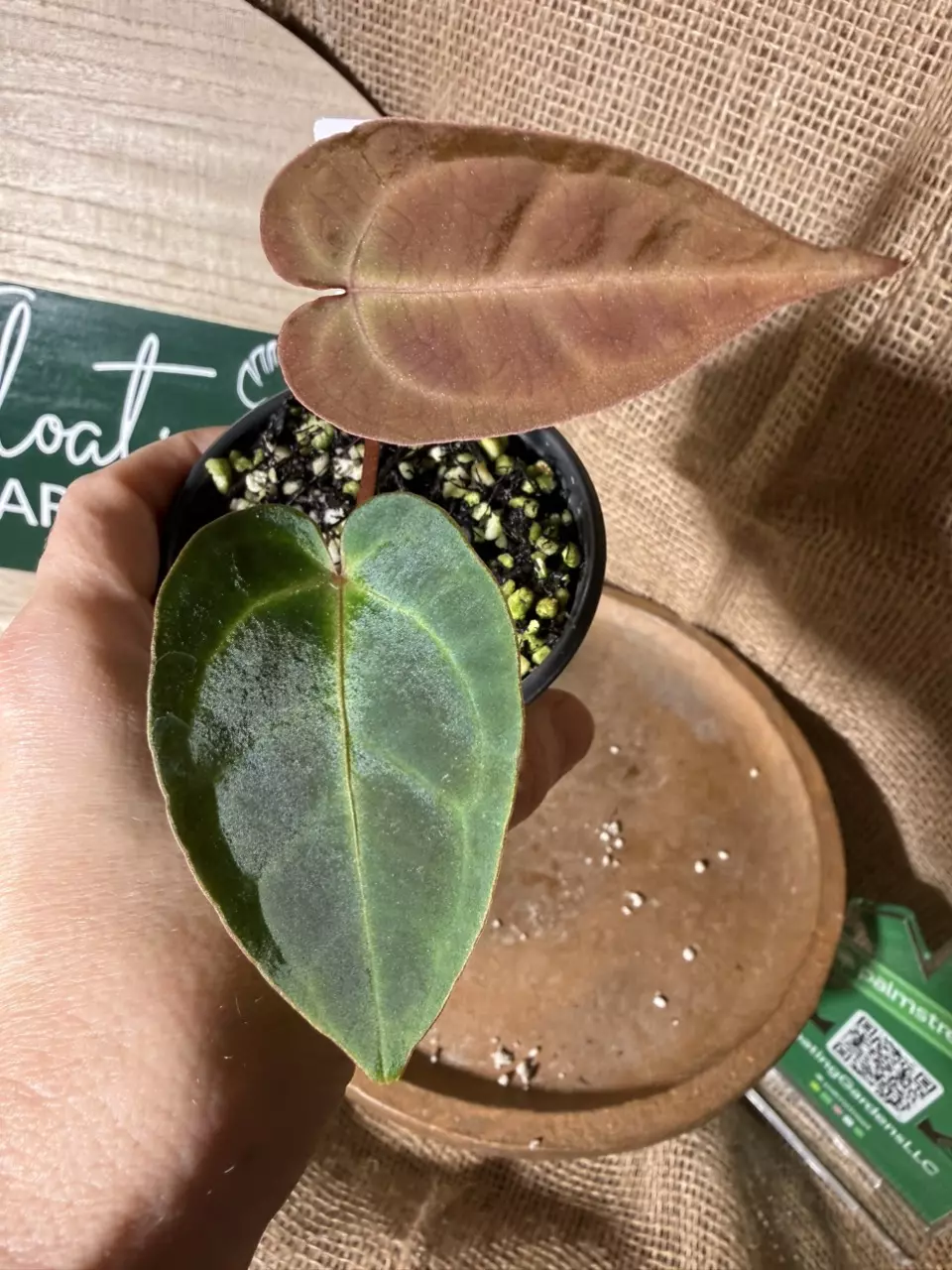 A. Mag Verde x Rainbow Besseae thumbnail