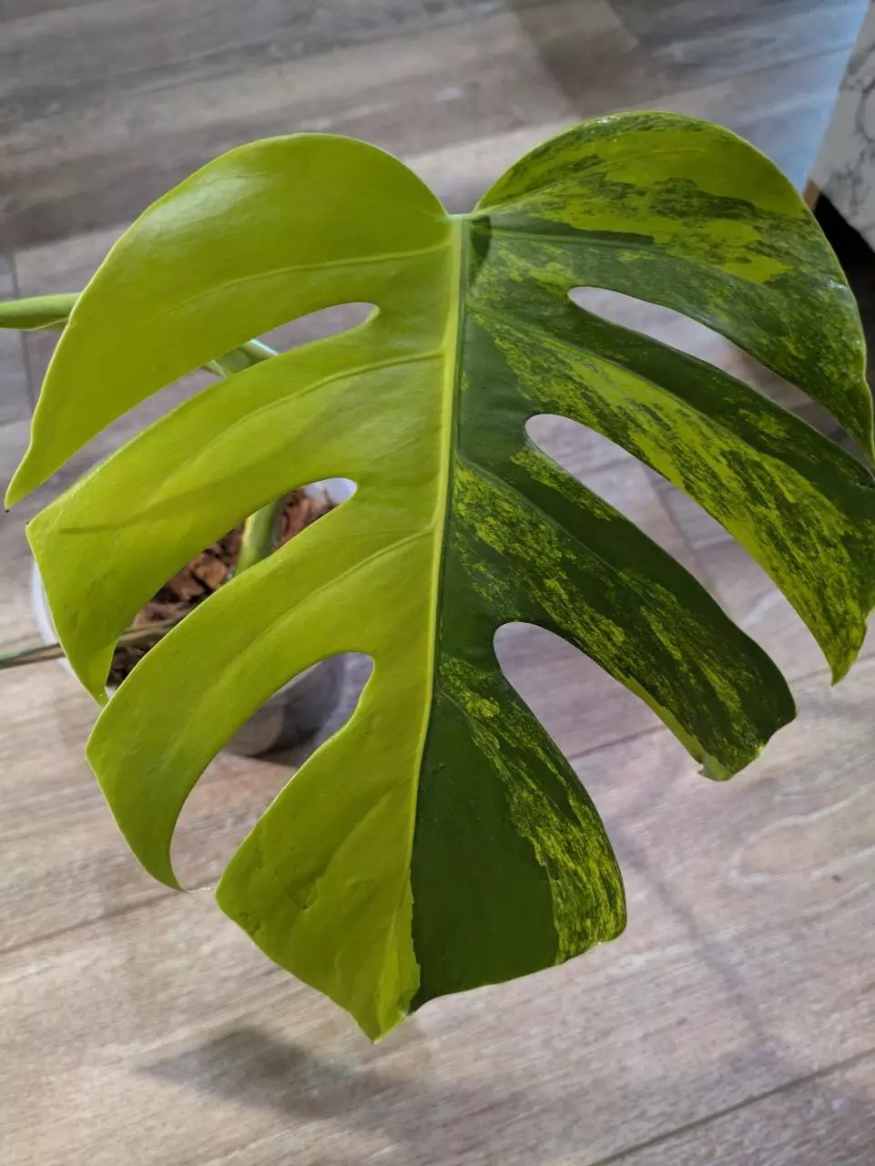 Monstera Aurea Tricolor Rooted Top Cut thumbnail