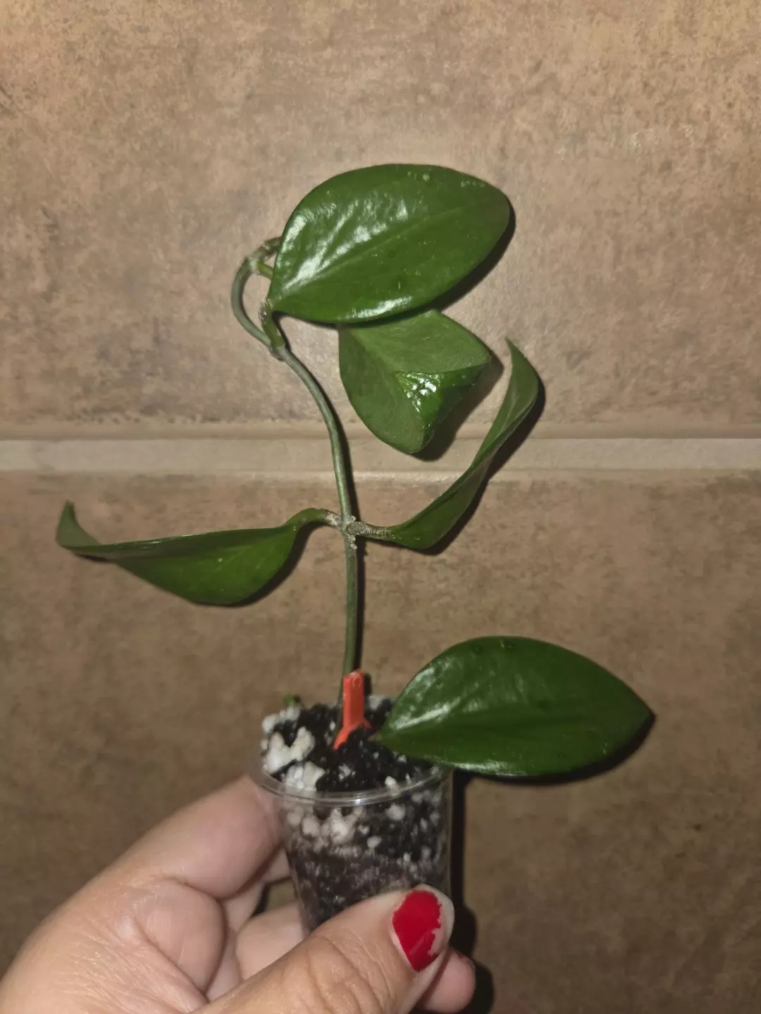 Hoya limoniaca thumbnail