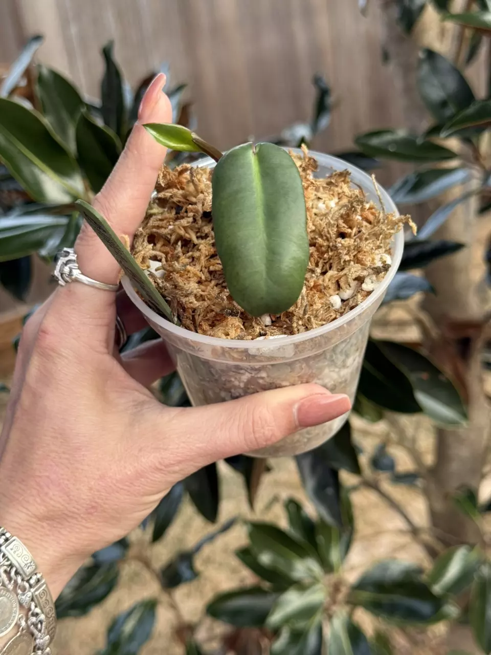 🌿 Philodendron Billietiae Gray-Blue-Mint thumbnail