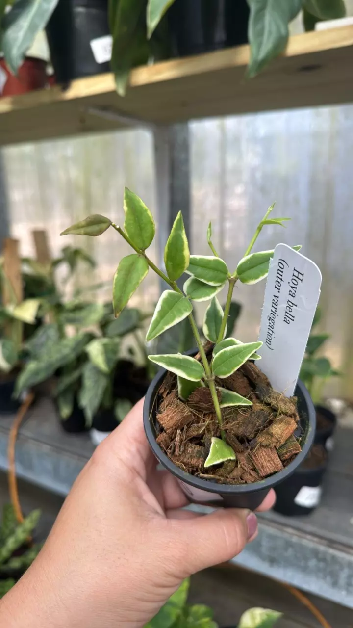 696 Hoya Bella Outer Variegated thumbnail