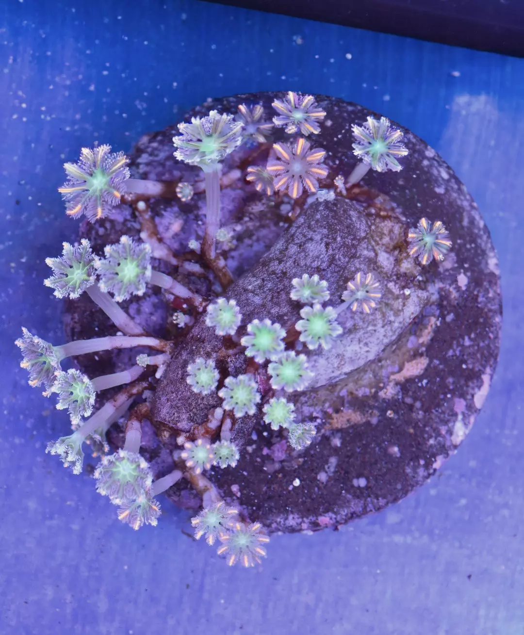 Highlighter Clove Polyp Coral Colony 4” thumbnail