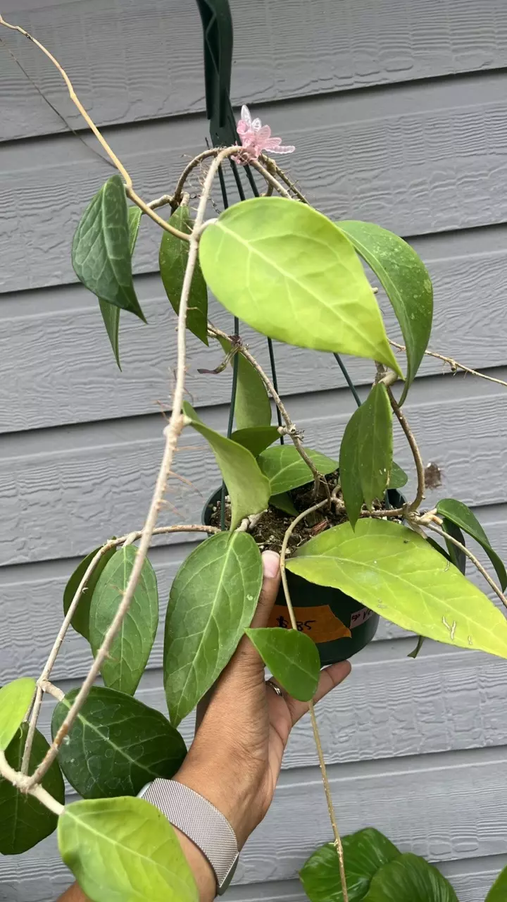 Hoya verticillata lampung basket thumbnail