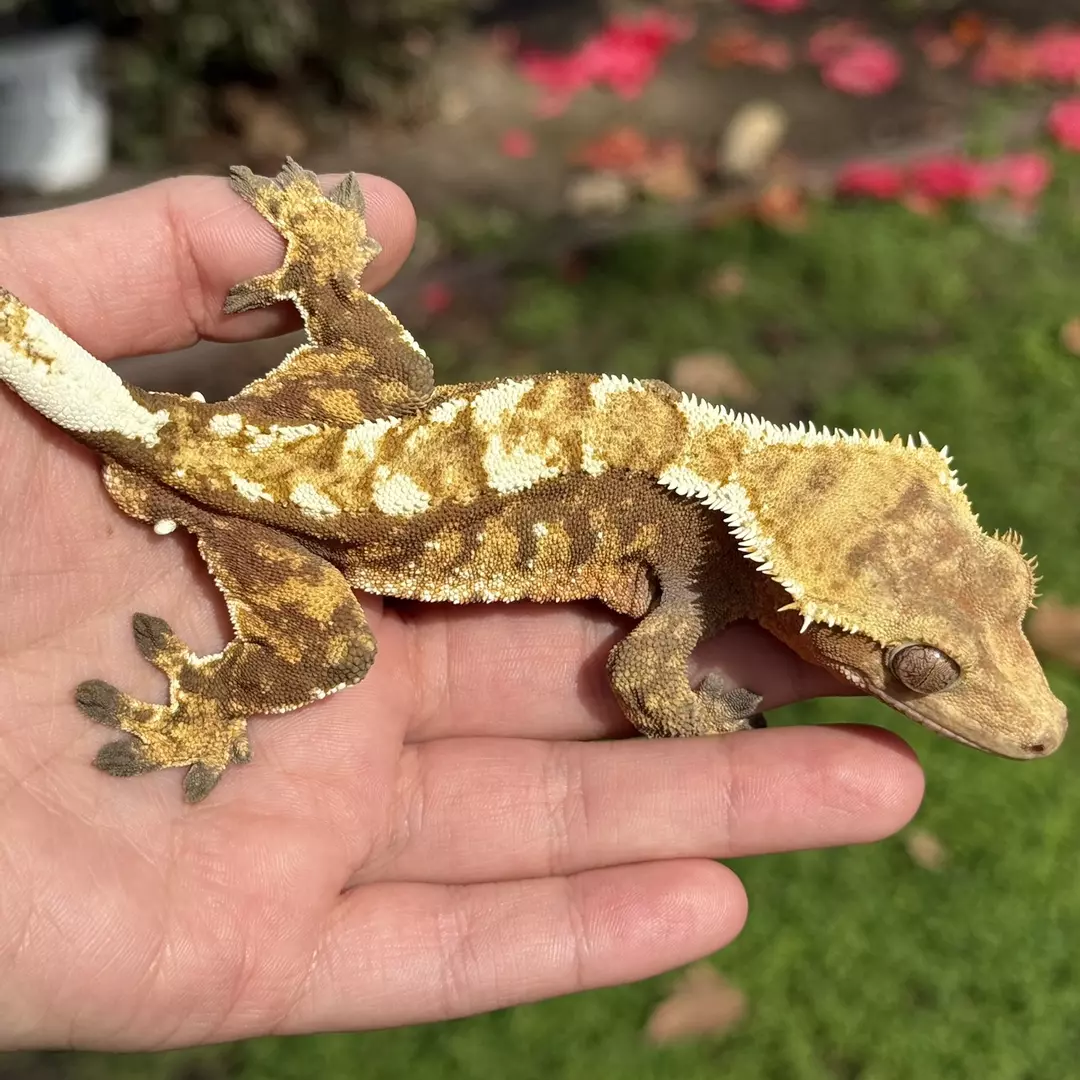 Mallow - Proven M WHITE Pattern thumbnail