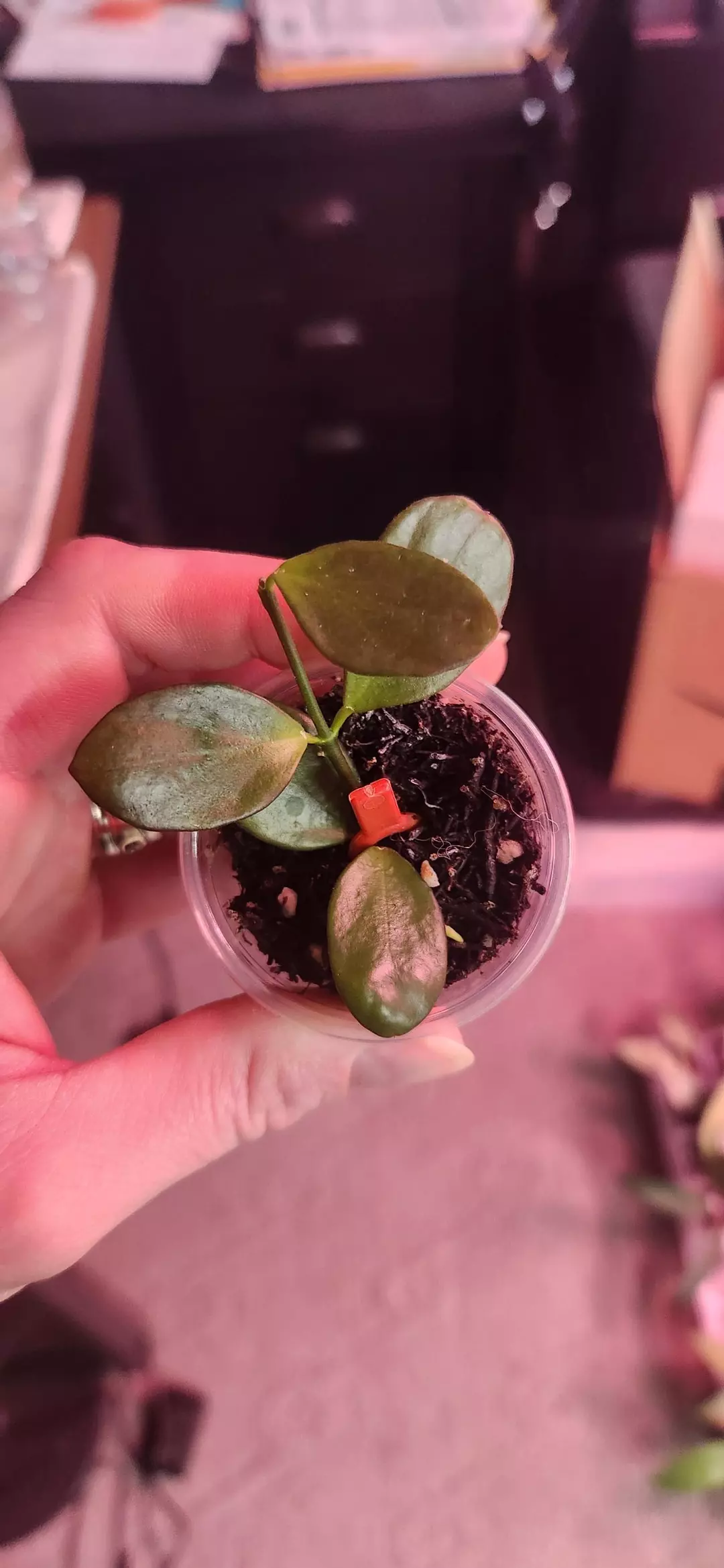 798 Colina IR26 thumbnail