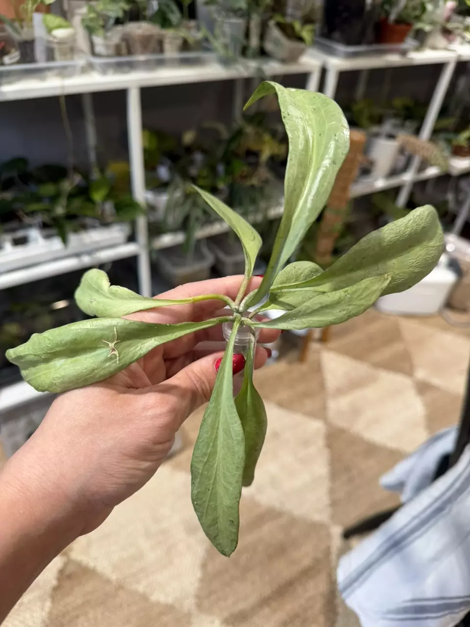 New Guinea Ghost Silver thumbnail