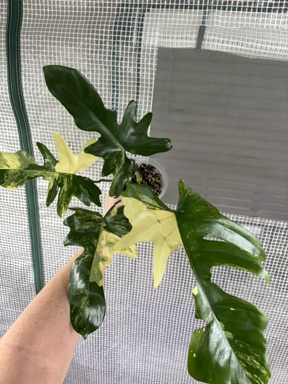 Florida Beauty x Mayoi #669 thumbnail