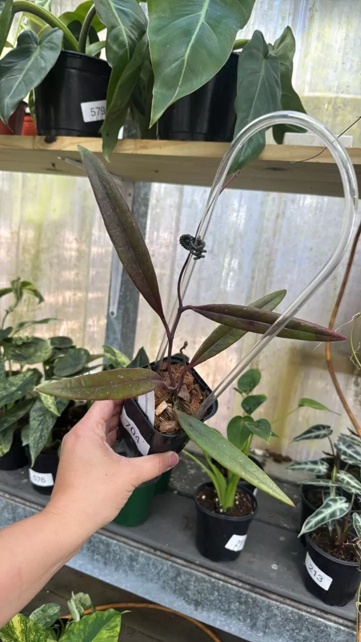 704 Hoya Sulawesiana thumbnail