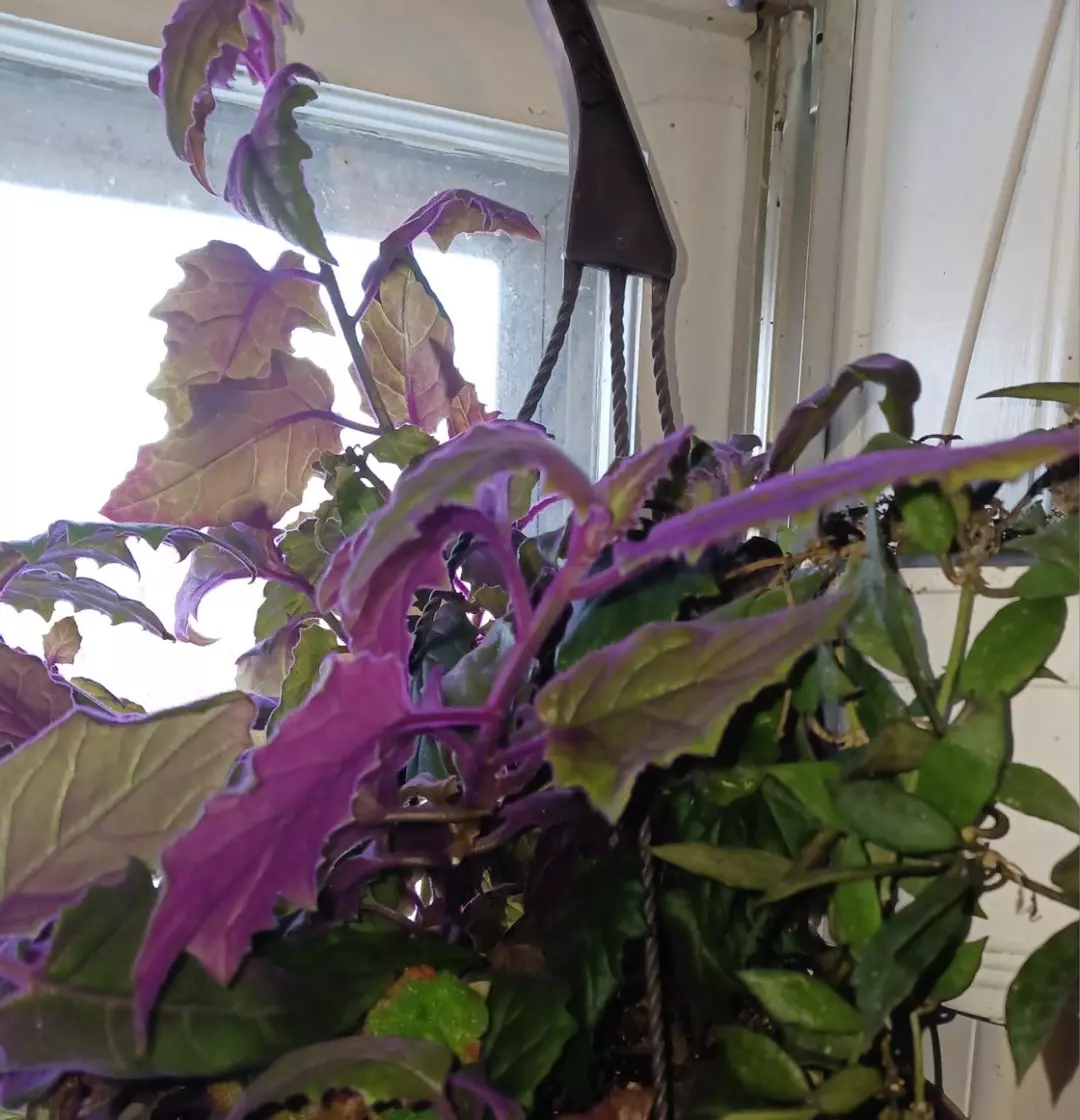 Purple passion cuttings. thumbnail