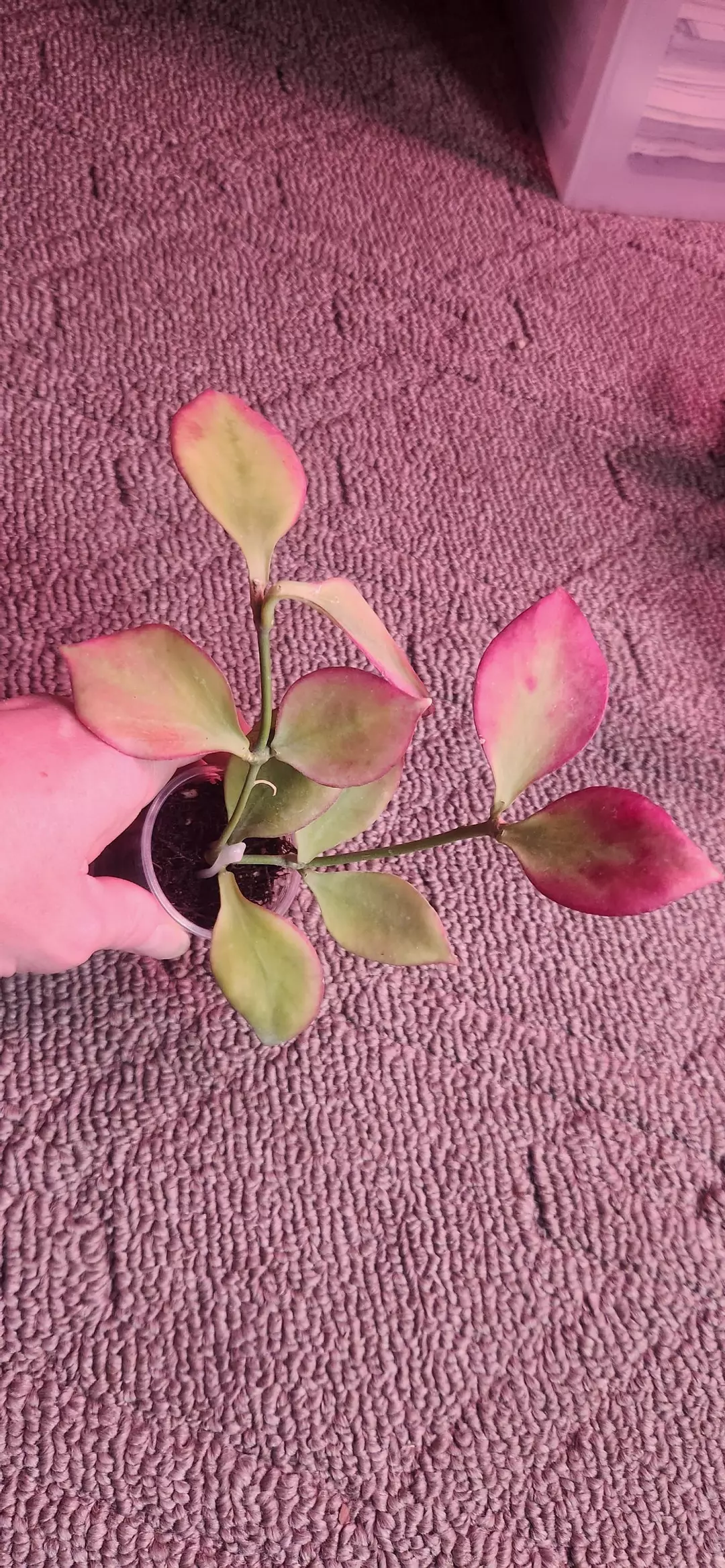 796 Pseudo Littoralis thumbnail