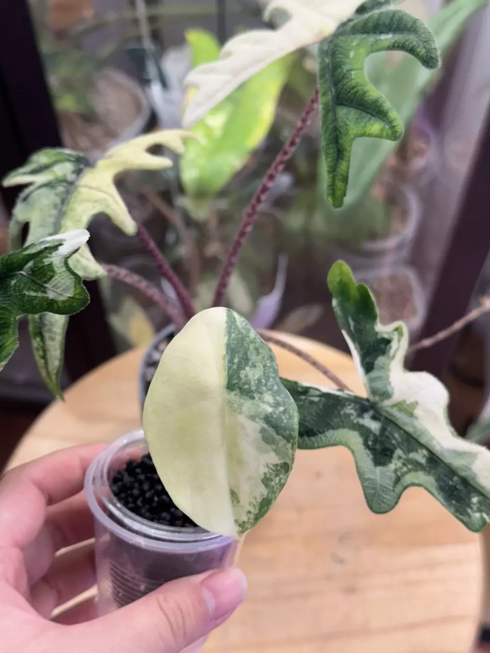 Aurea Alocasia perakensis from chonk thumbnail