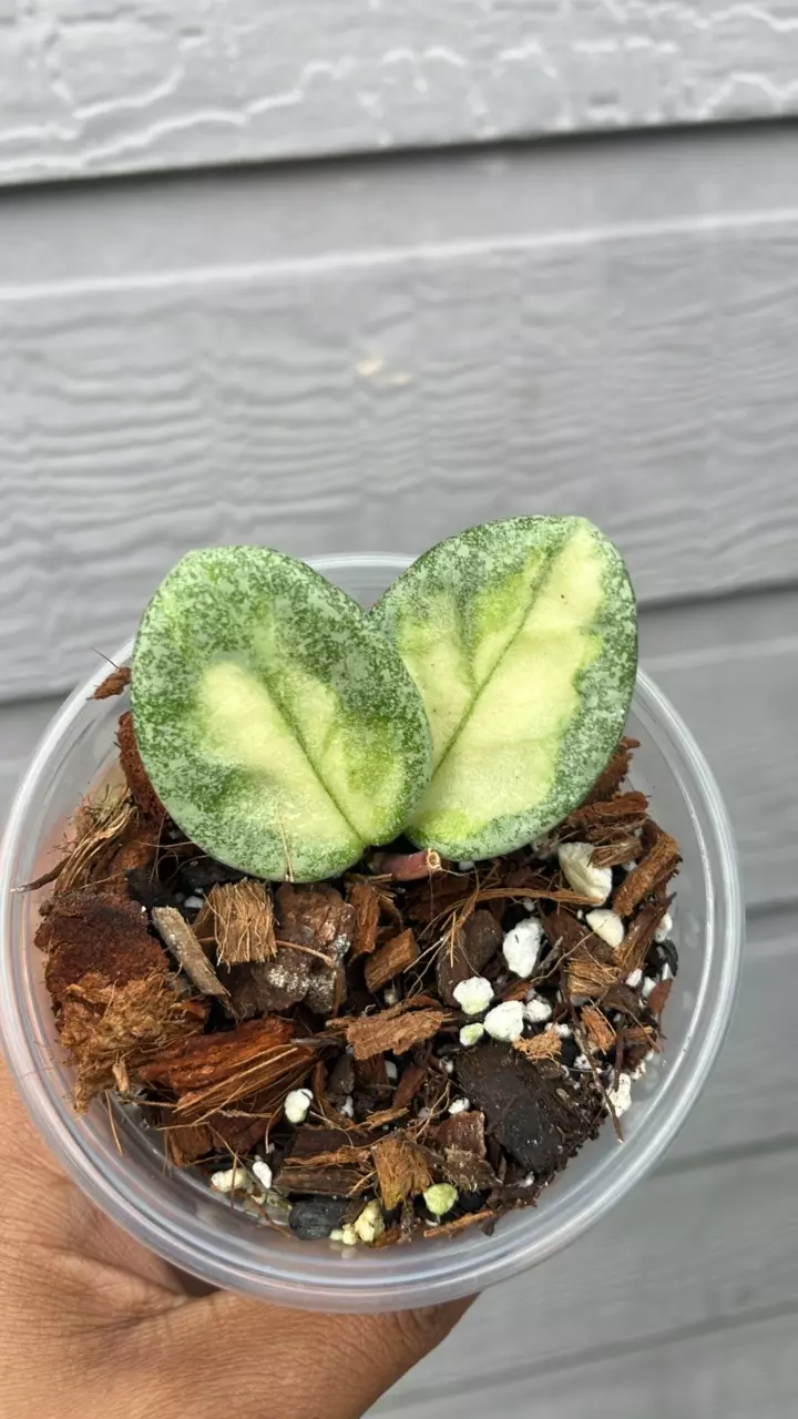 Hoya Argentea princess thumbnail