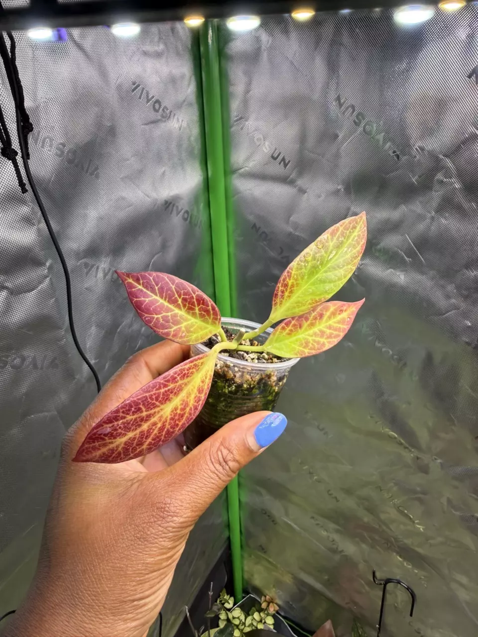 Hoya Sunrise thumbnail