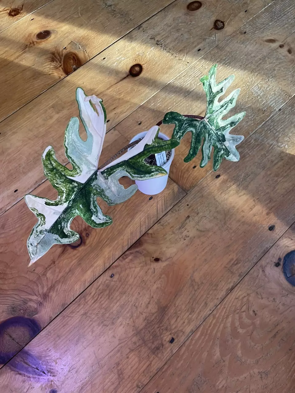 Variegated Alocasia Jacklyn thumbnail