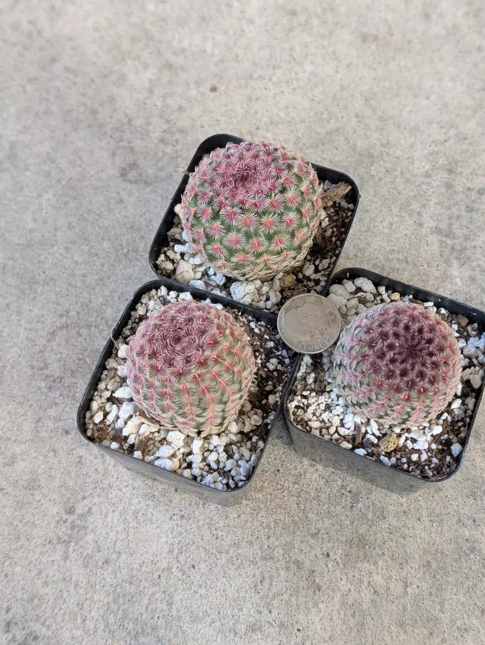 Growers Choice Echinocereus rigidissimus 2" pot shown thumbnail