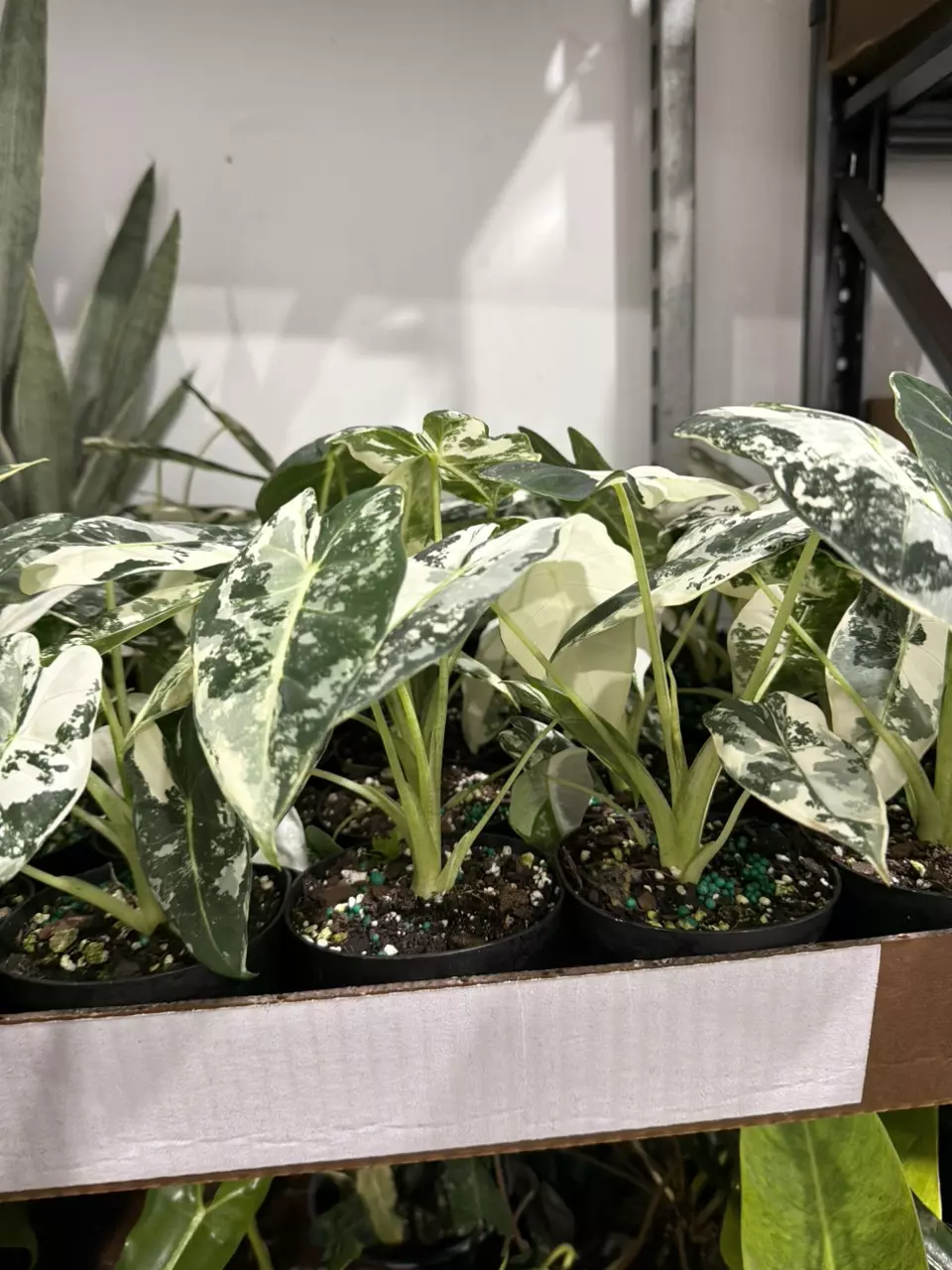 Frydek var 4” thumbnail