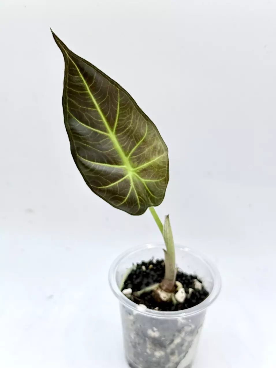 Alocasia Regal shield from corm, mint mother thumbnail