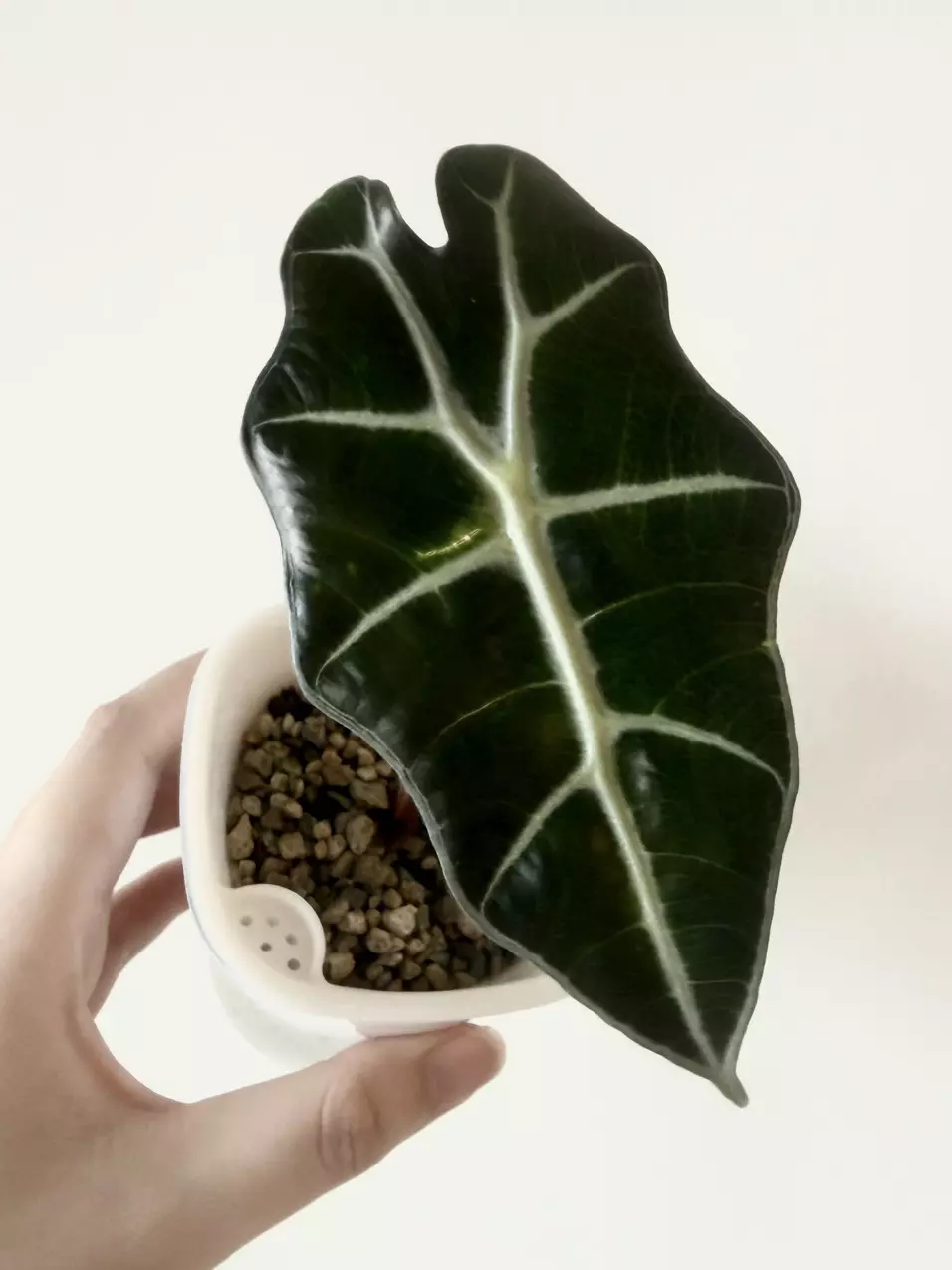Alocasia Polly thumbnail