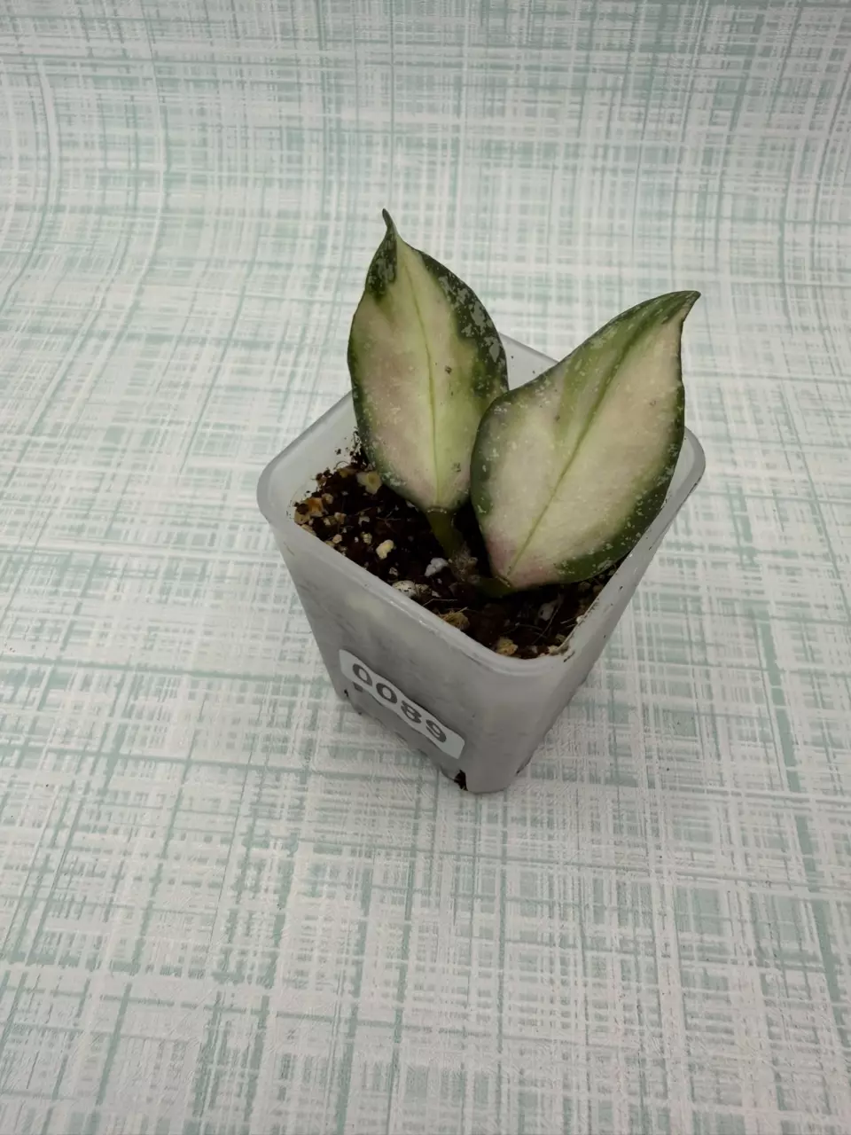 🦄 🦄 H. Nabawanensis Variegated thumbnail