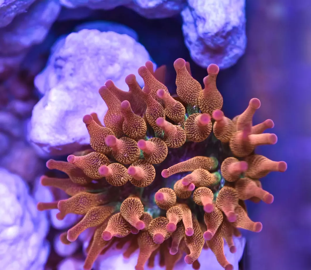 Pink Tip Rainbow Bubble Tip Anemone 2” thumbnail