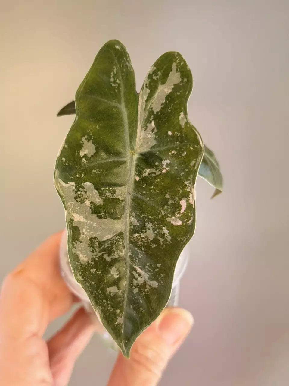 577 Alocasia Pink Pseudo thumbnail