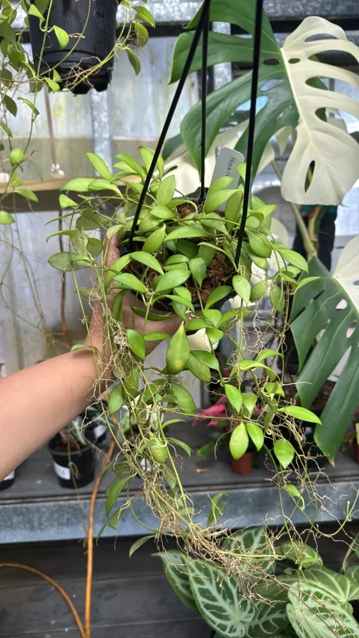 701 Hoya Noona thumbnail