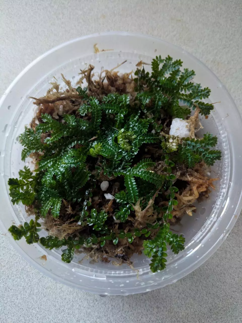 Selaginella uncinata peacock fern rainbow moss thumbnail