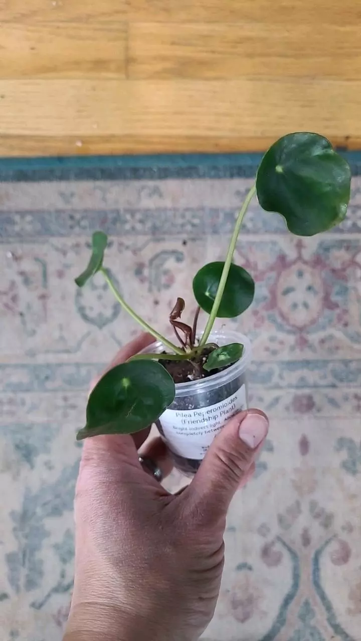 Pilea Peperomiodes 2" 2-082 thumbnail