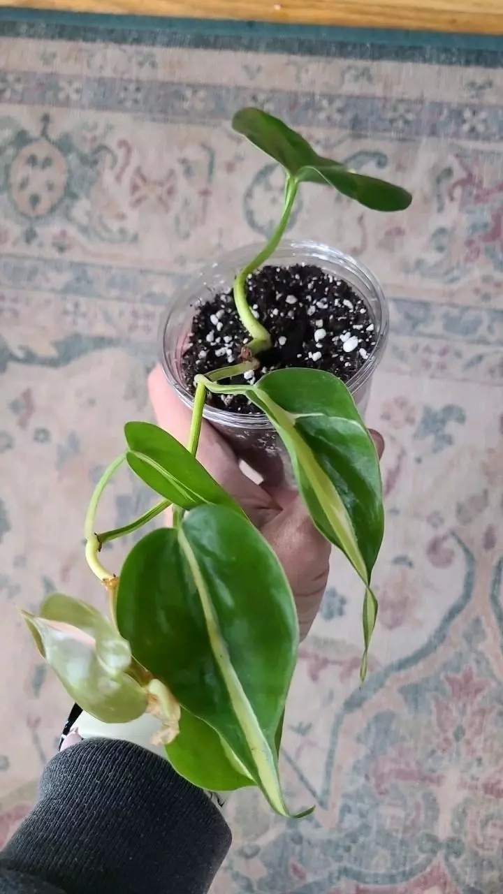 Philodendron Brasil 3.25" 2-080 thumbnail