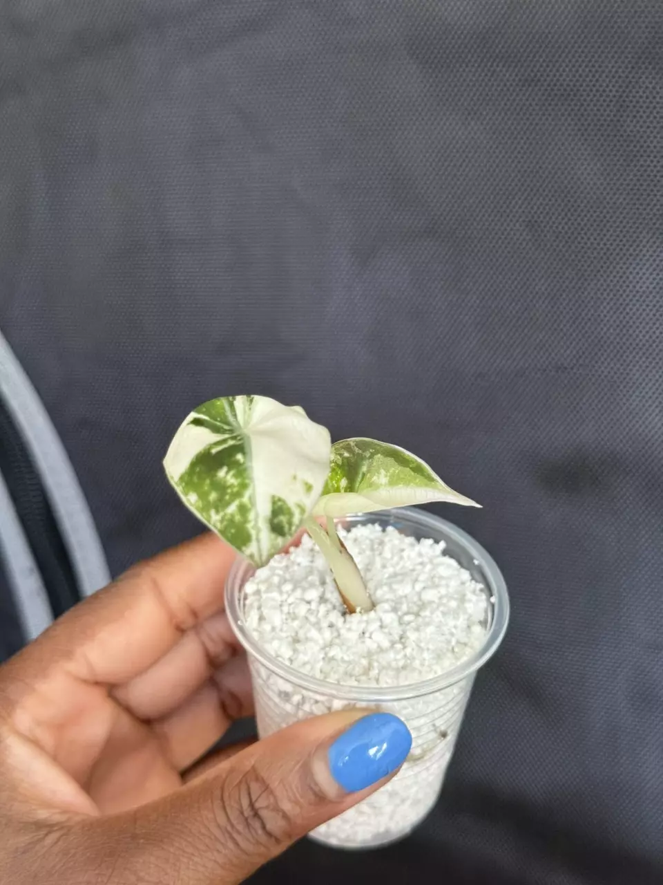 Alocasia Pink Black Velvet thumbnail