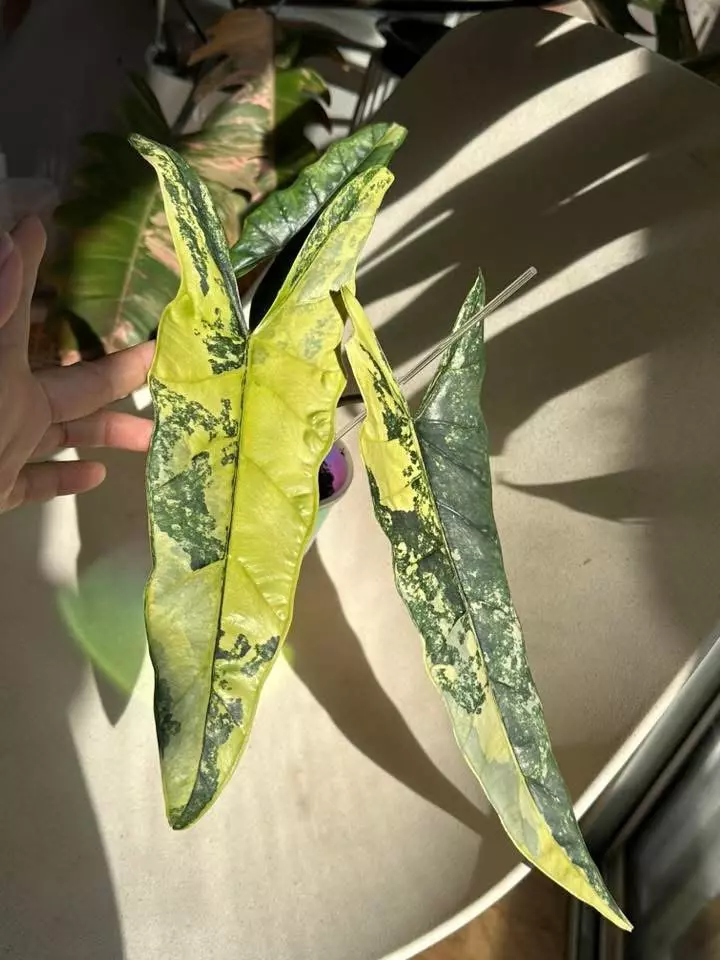 Metallic Blue Aurea corm grown pup thumbnail