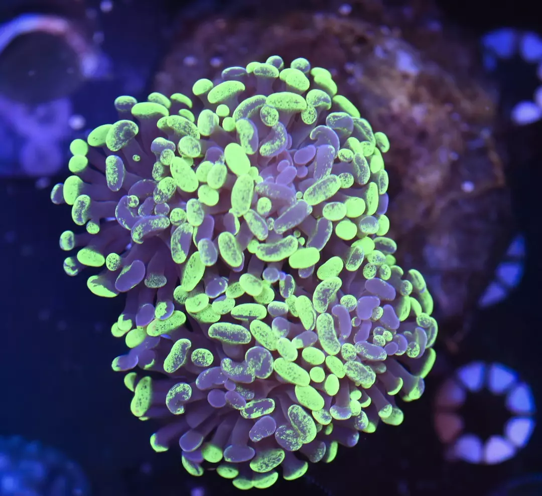 Toxic Splatter Hammer Coral 3” thumbnail