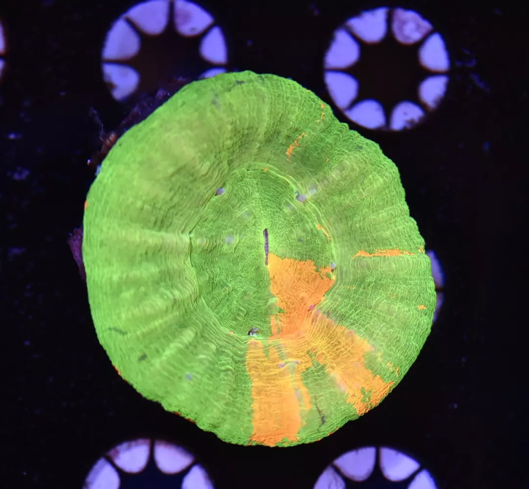 Bleeding Apple Scolymia Coral 3” thumbnail
