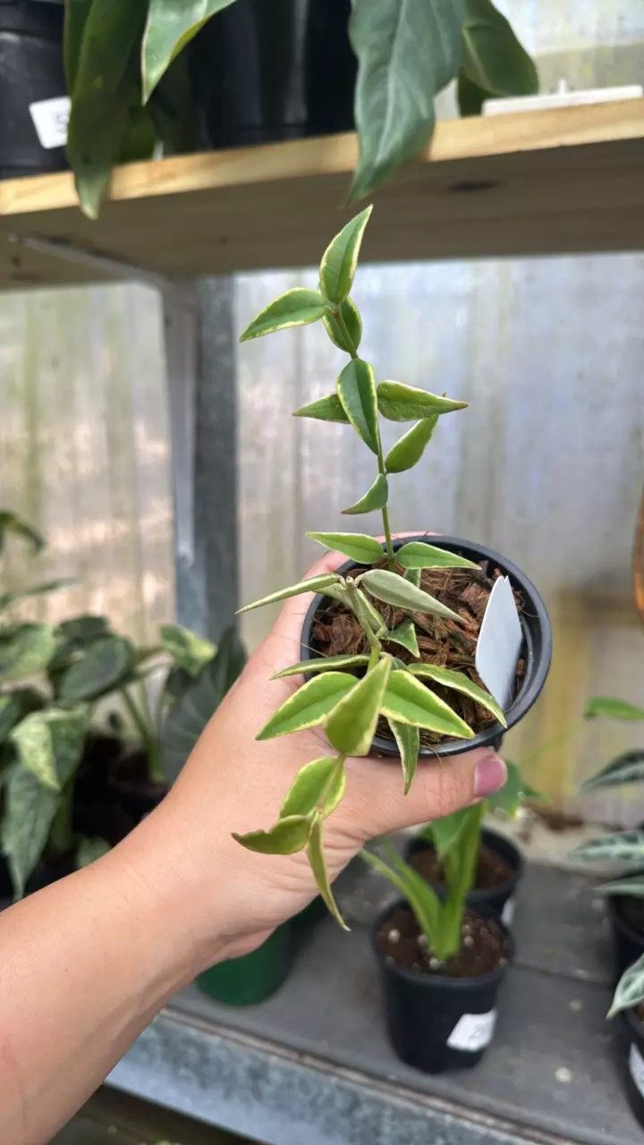 694 Hoya Bella Outer Variegated thumbnail