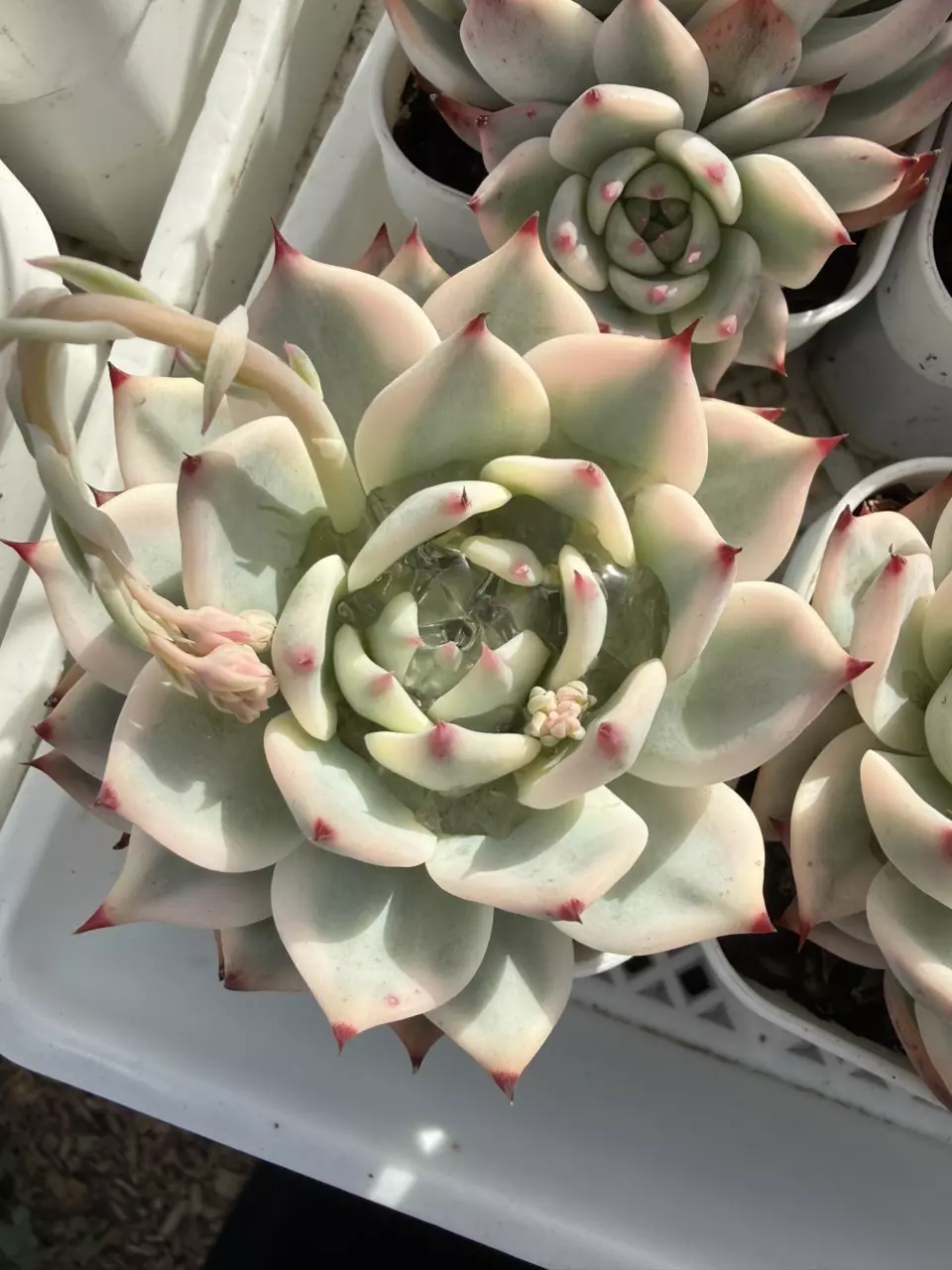 Chihuahua var thumbnail