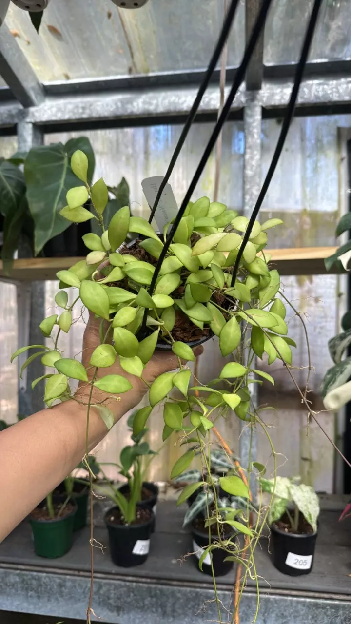 663 Hoya Noona thumbnail