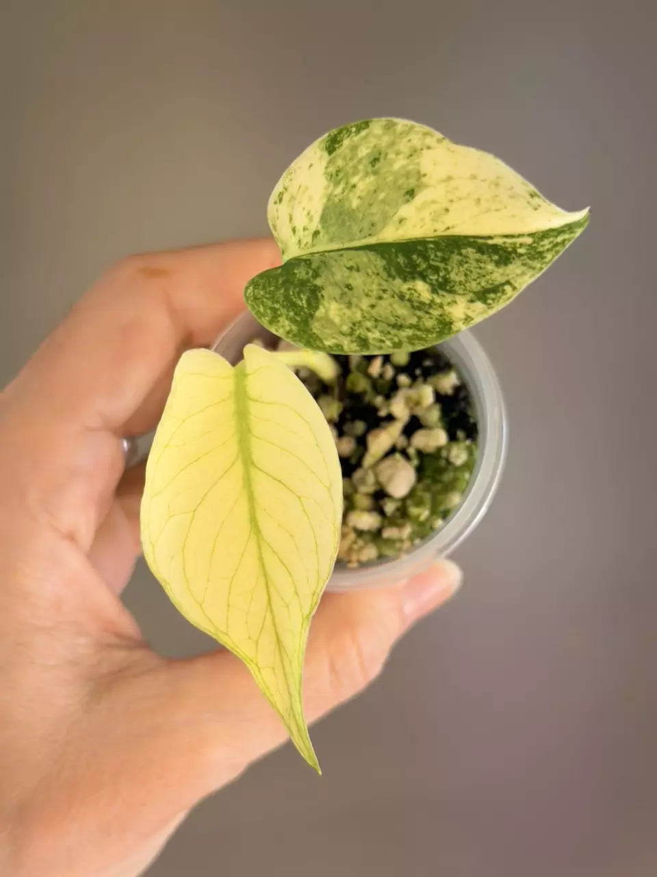 579 Monstera White Monster thumbnail