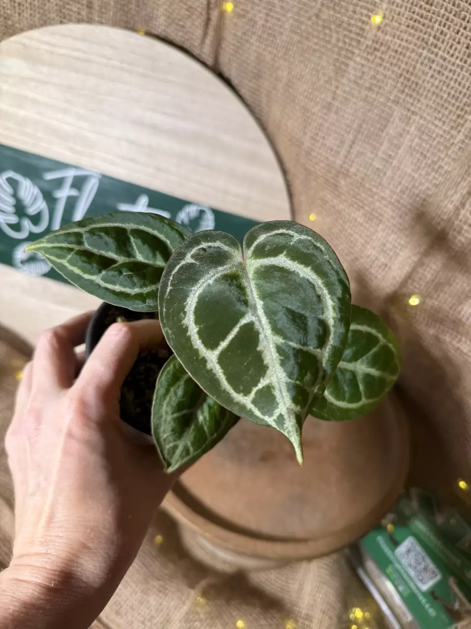 A. King of Crystallinum x Stingray *Last 1! thumbnail