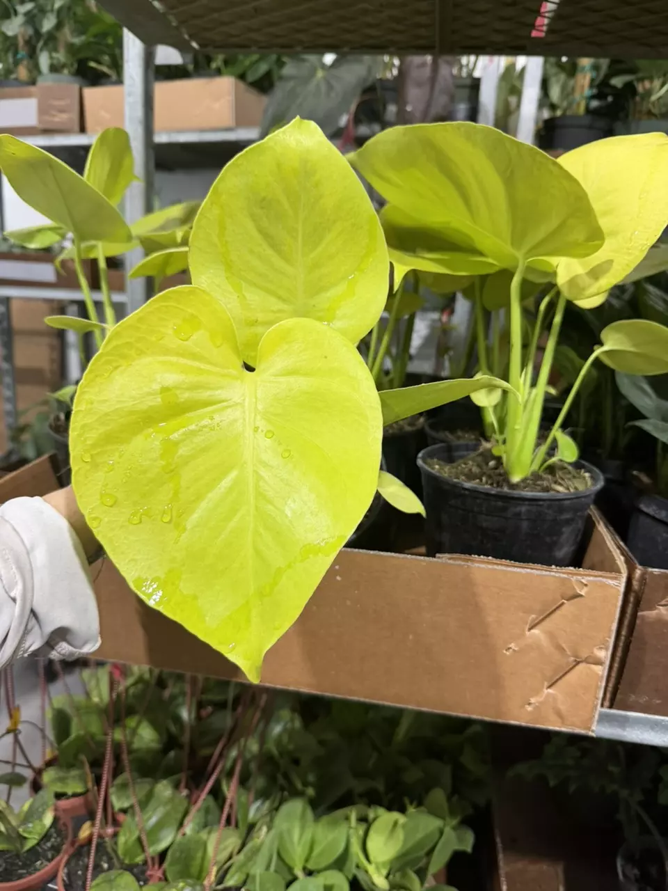 RARE monstera LEMON LIME thumbnail