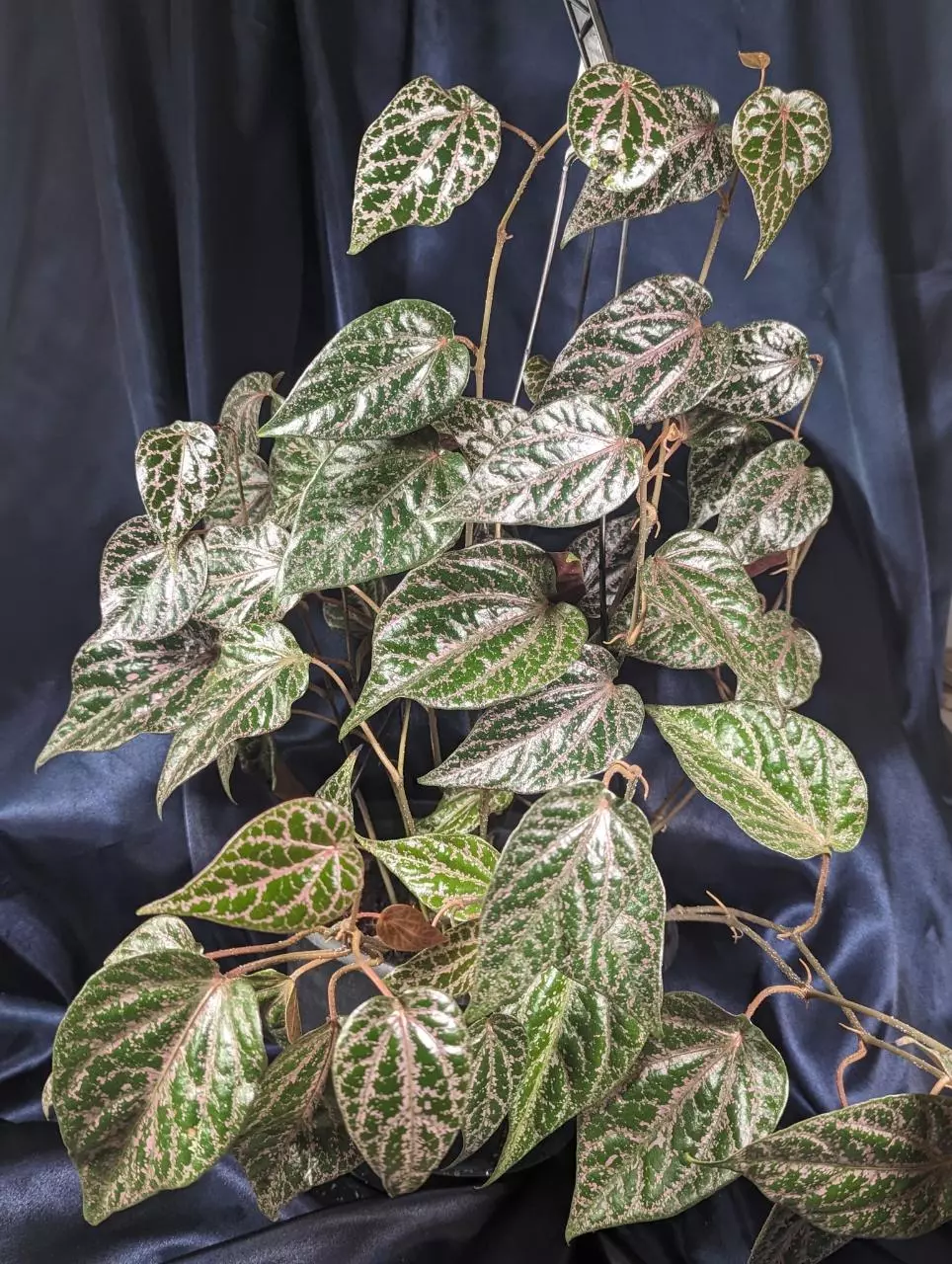 Piper ornatum thumbnail