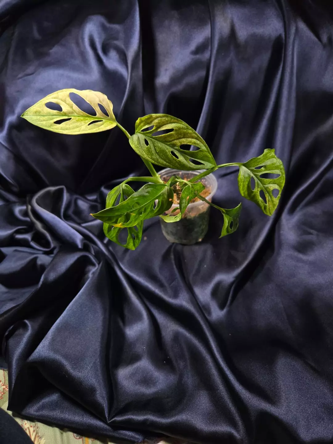 Monstera Swiss cheese variegated NOID thumbnail