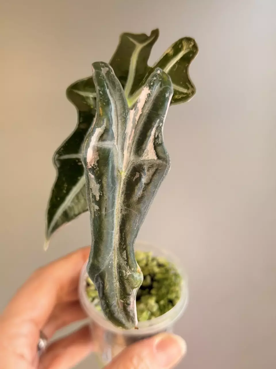 535 Alocasia Pink Nobilis (low color) thumbnail